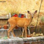 How to Keep Deer Out of Garden