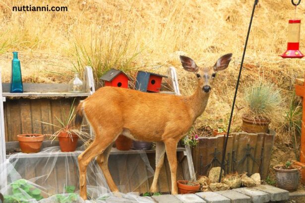 How to Keep Deer Out of Garden