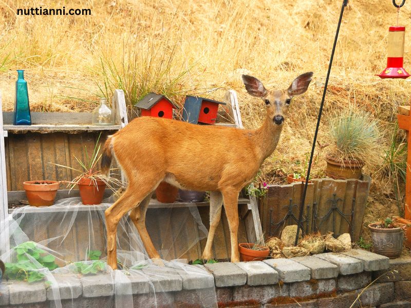 How to Keep Deer Out of Garden