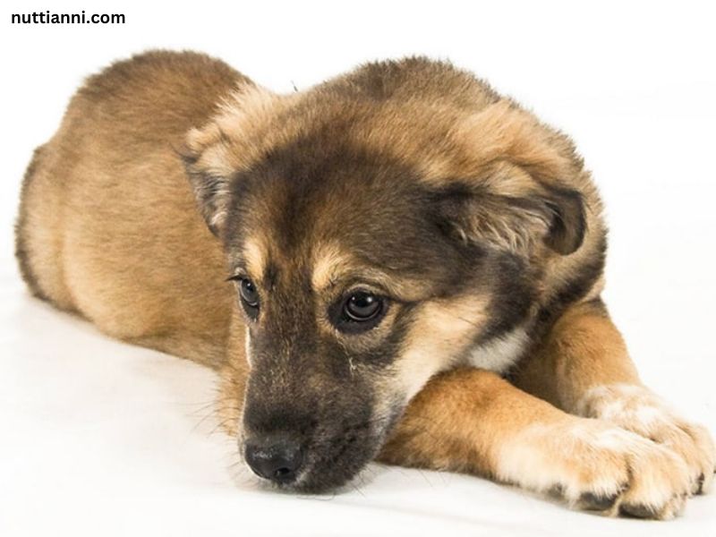 Golden Retriever German Shepherd Mix