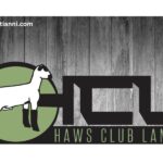 Haws Genetics and Club Lambs