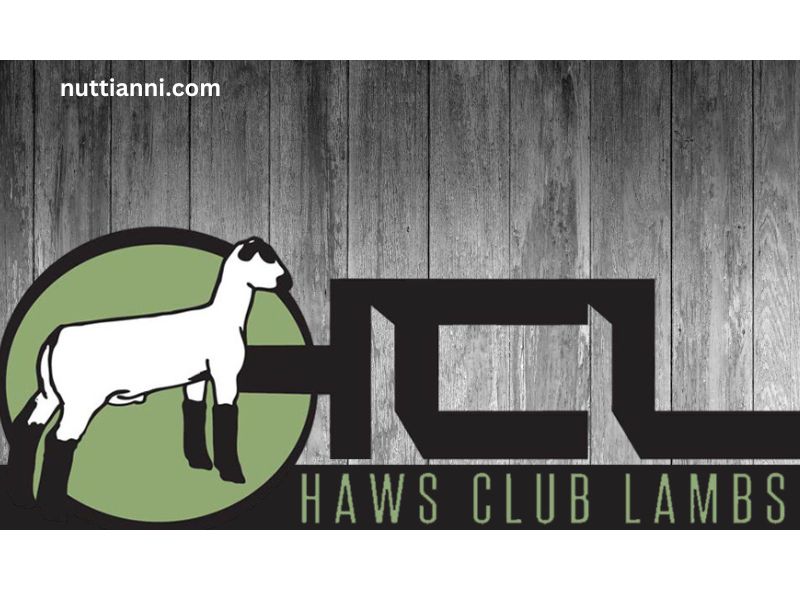 Haws Genetics and Club Lambs