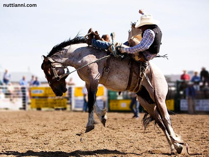 West Texas Fair and Rodeo Bronc Rider