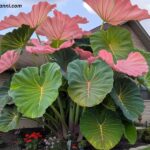 Giant Orange Striped Elephant Ear