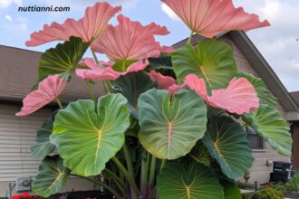 Giant Orange Striped Elephant Ear